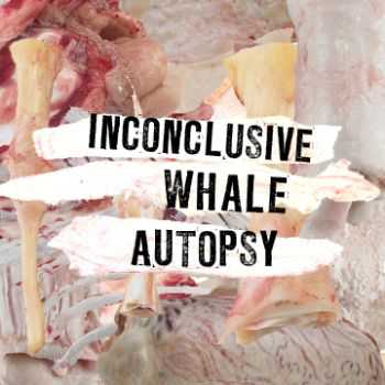Inconclusive Whale Autopsy - Inconclusive Whale Autopsy (2012)