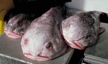Psychrolutes Marcidus - Still Same Ugly And Slimy Blobfish (2012) Psychrolutes Marcidus - Still Same Ugly And Slimy Blobfish (2012)