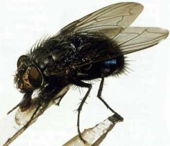 Calliphora Vomitoria - Vomitorium Flesh (2012) Calliphora Vomitoria - Vomitorium Flesh (2012)
