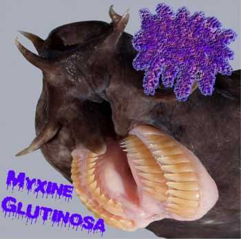 Myxine Glutinosa - Myxine Glutinosa (2012)