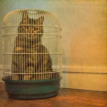 Bûche - Vinyle (2013) Bûche - Vinyle (2013)