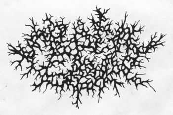 Septic Gore - Twitching Bodyparts (Promo) (2013) Septic Gore - Twitching Bodyparts (Promo) (2013)