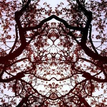 Biollante - Above The Branches (2015)