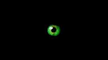 Mutogen - Baci 9 (2015) Mutogen - Baci 9 (2015)