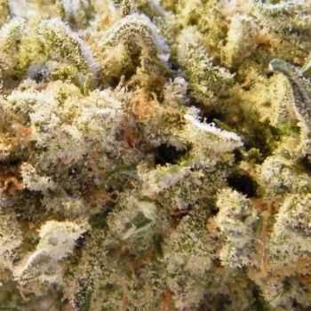 Dope Smoker - Marijuana (2016) Dope Smoker - Marijuana (2016)