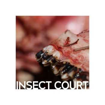 Insect Court - Insect Court (2015) Insect Court - Insect Court (2015)