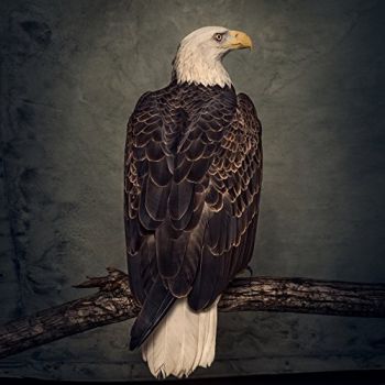 Clutch - Book of Bad Decisions (2018)