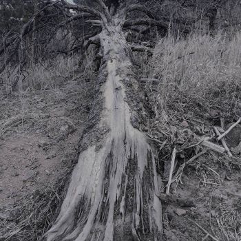 Upon a Fields Whisper - Demo (2018)