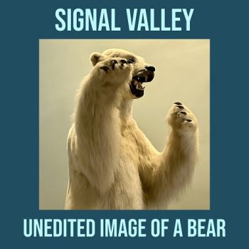 Signal Valley - Unedited Image Of A Bear (2023)