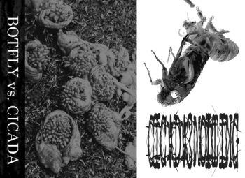 Botfly / Cicada Molting - Botflies VS Cicadas [split] (2012)