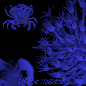 Crustacea Zoea Larvae - The Blue Crustacean (2010)