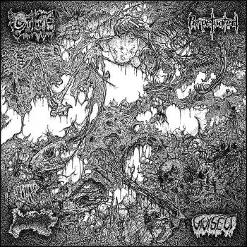 Oxalate / Perpetuated / Blood Spore / Vivisect - Split (2020)