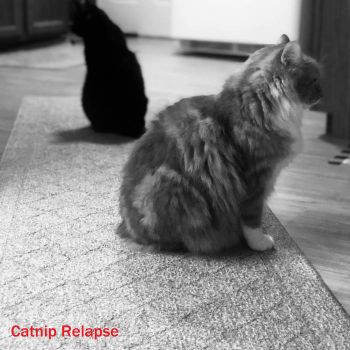 Beelzejud - Catnip Relapse (2020)