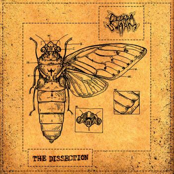 Cicada Swarm - The Dissection (2021)
