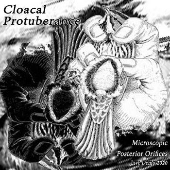 Cloacal Protuberance - Microscopic Posterior Orifices (2020)