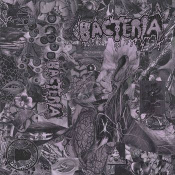 Обложка: Bacteria - Bacteria (2025)
