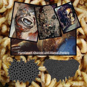 Saccharomyces Cerevisiae / Ondontoma - Putrefactive Changes and Maggot Feeding (2026)