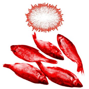 Cameron Helsie - Red Tide (2026)