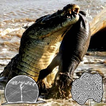 Esmurro / Mutilated Crocodile Corpse Liquids - Split (2026)