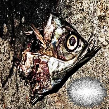 Saprolegnia - Koi Decapitation (2026)